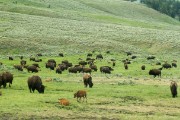 buffalo herd in Lamar Valley